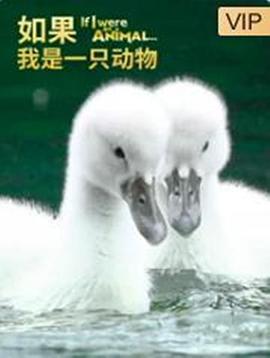 如果我是一只动物第3集